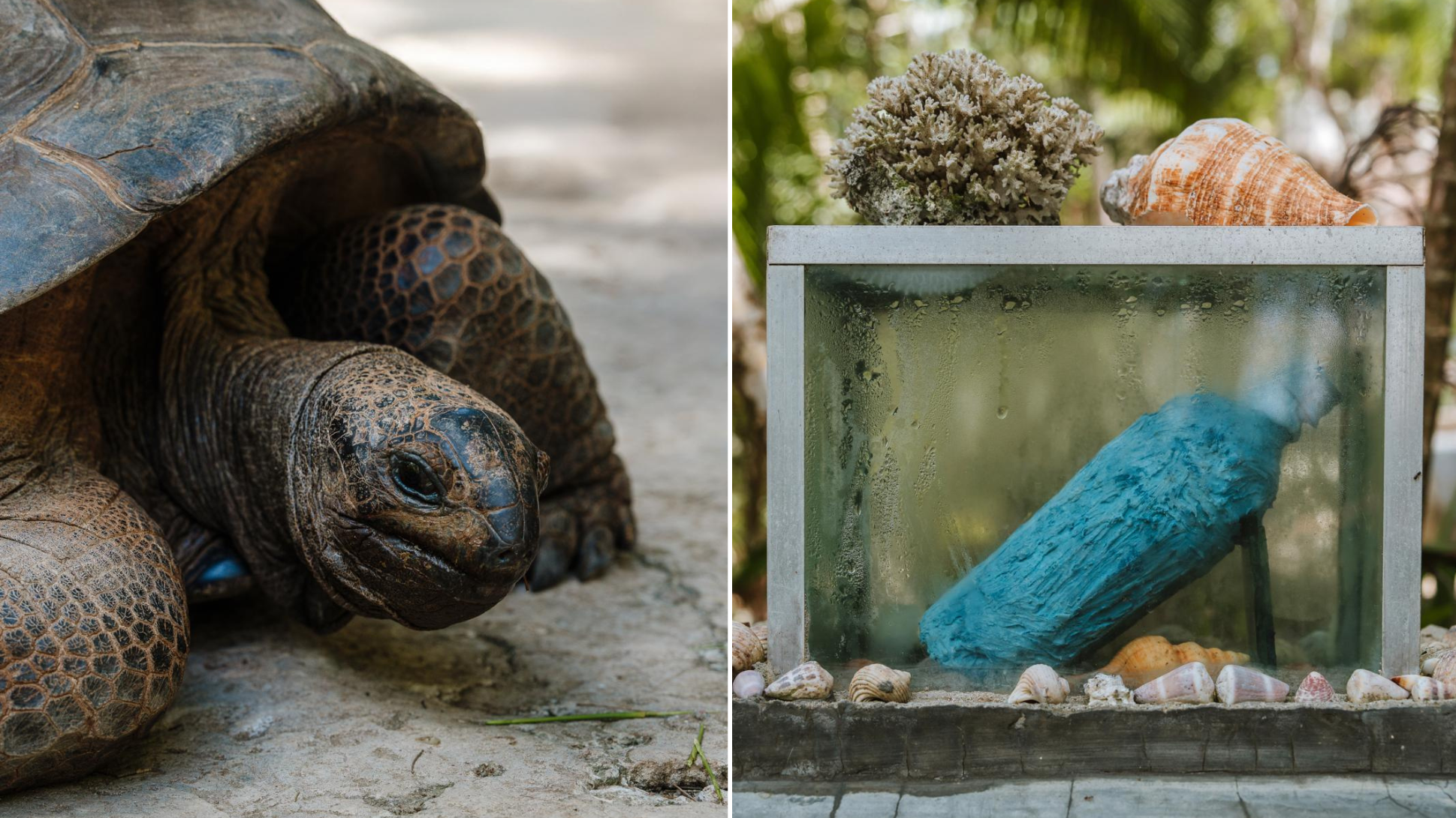 Reuzenschildpad en kunstobject van gerecycled plastic op de Seychellen