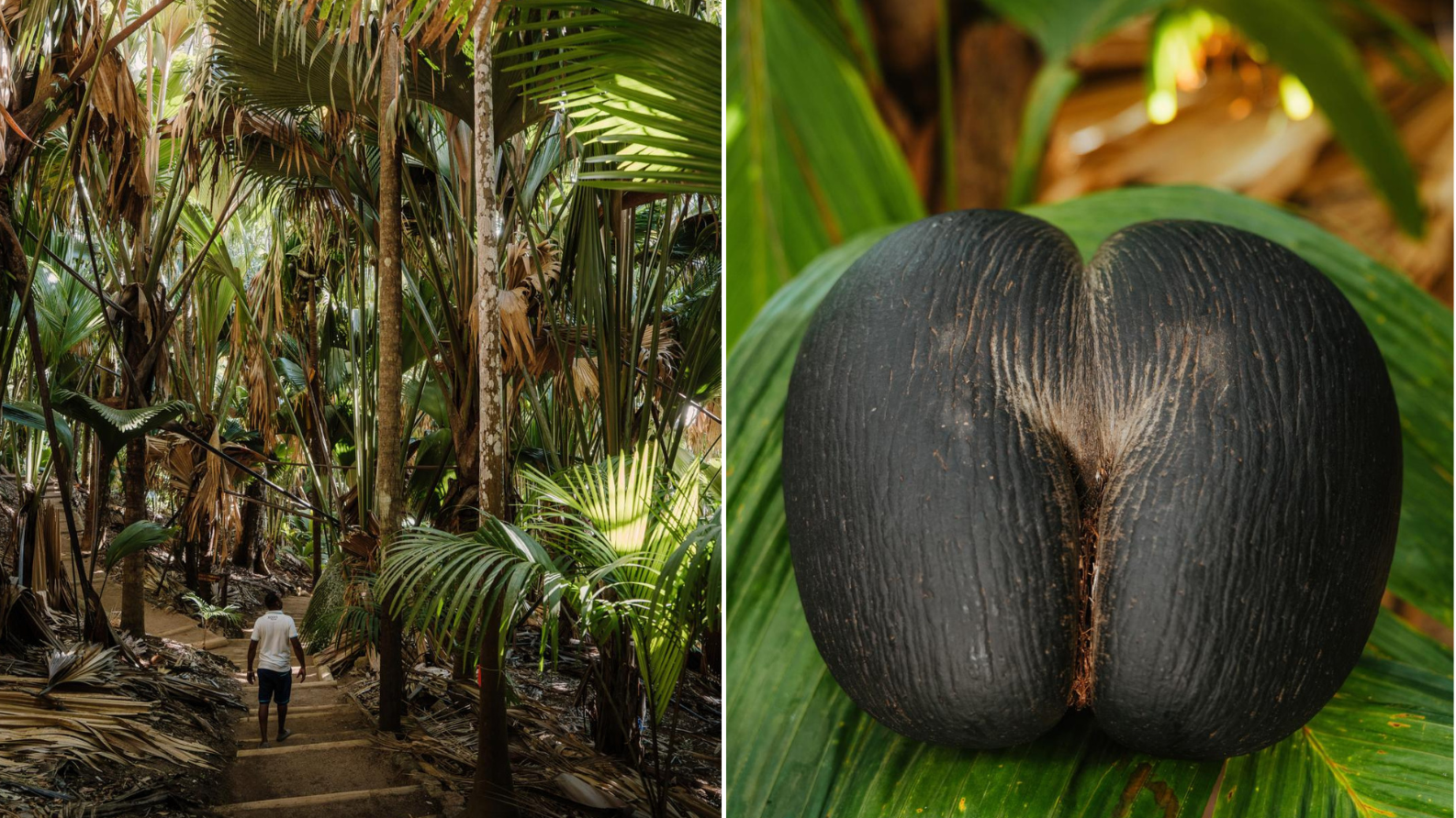 Wandelpad door het tropische coco de mer-bos op Praslin met close-up van de beroemde dubbele kokosnoot van de Seychellen