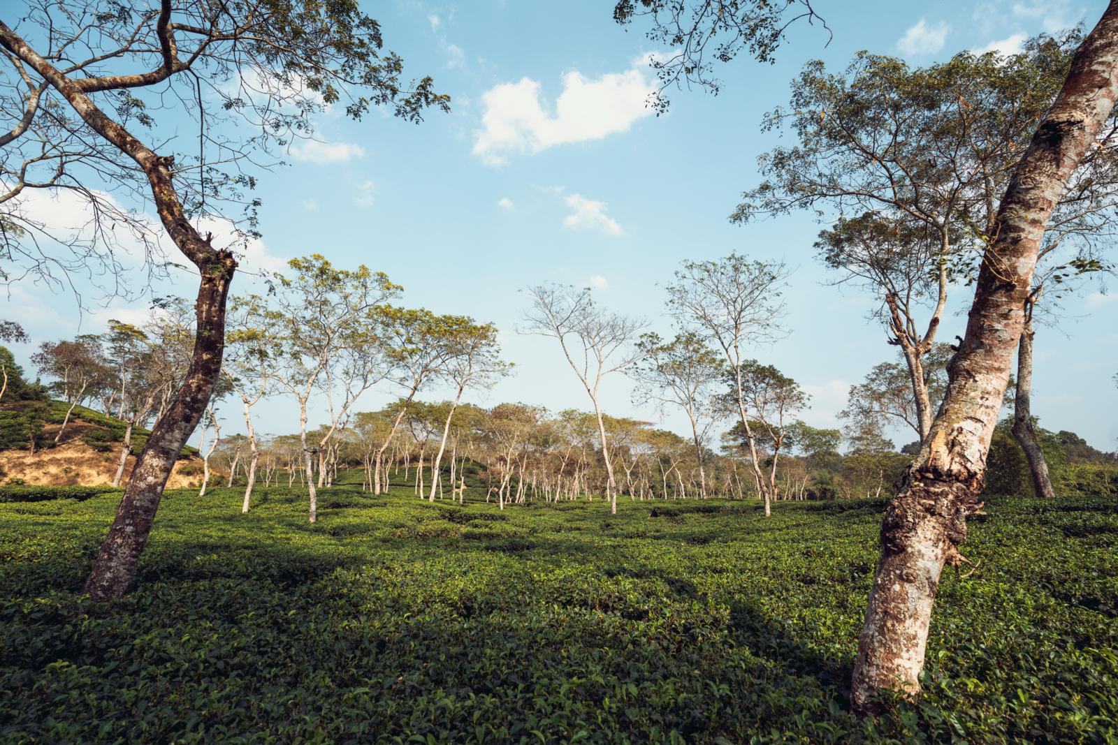 groene theevelden en hoge bomen in Srimangal, Bangladesh