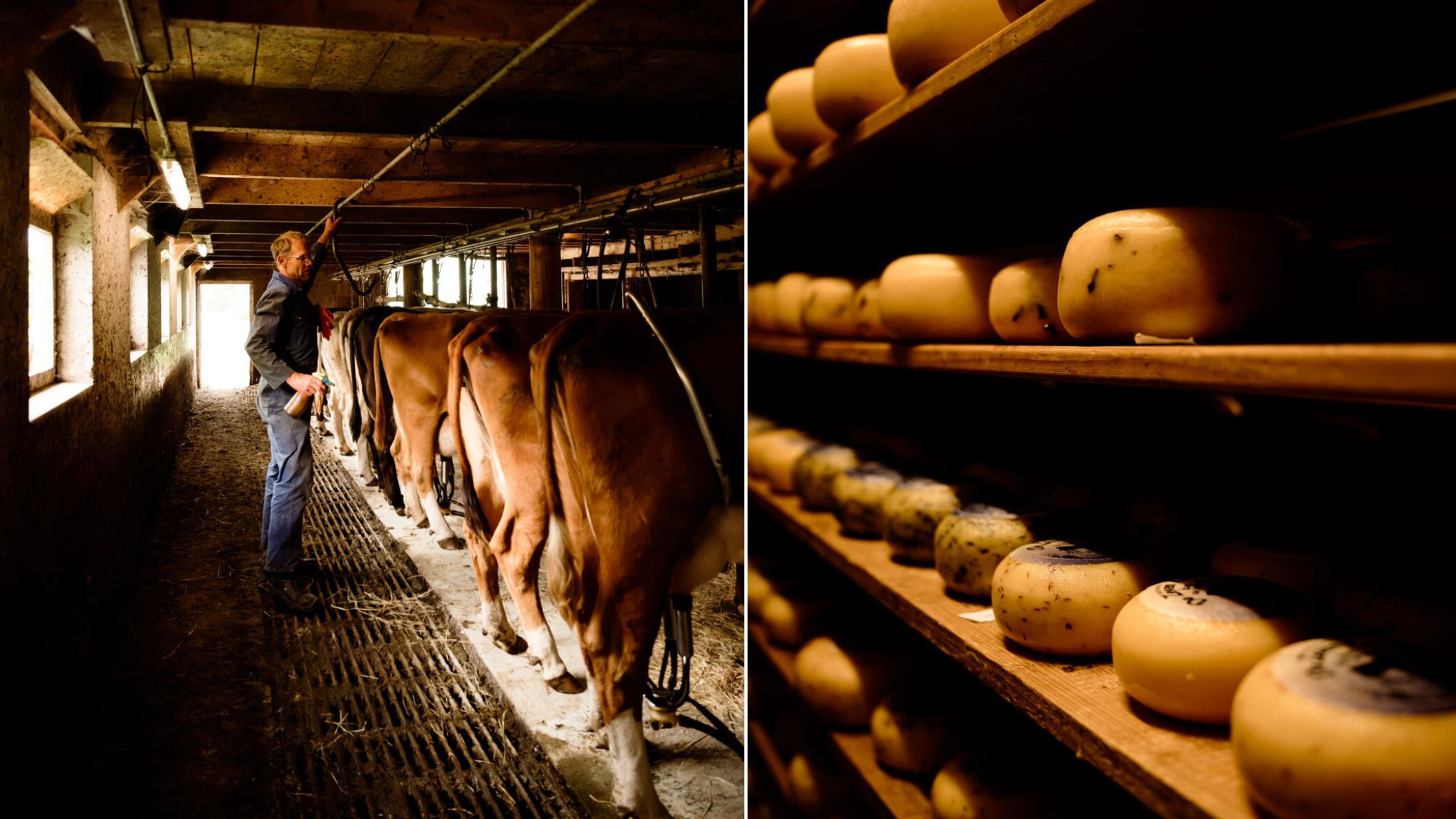 Tweeluik van een boer die koeien verzorgt in een stal en rijen ambachtelijke kazen die liggen te rijpen op houten planken.