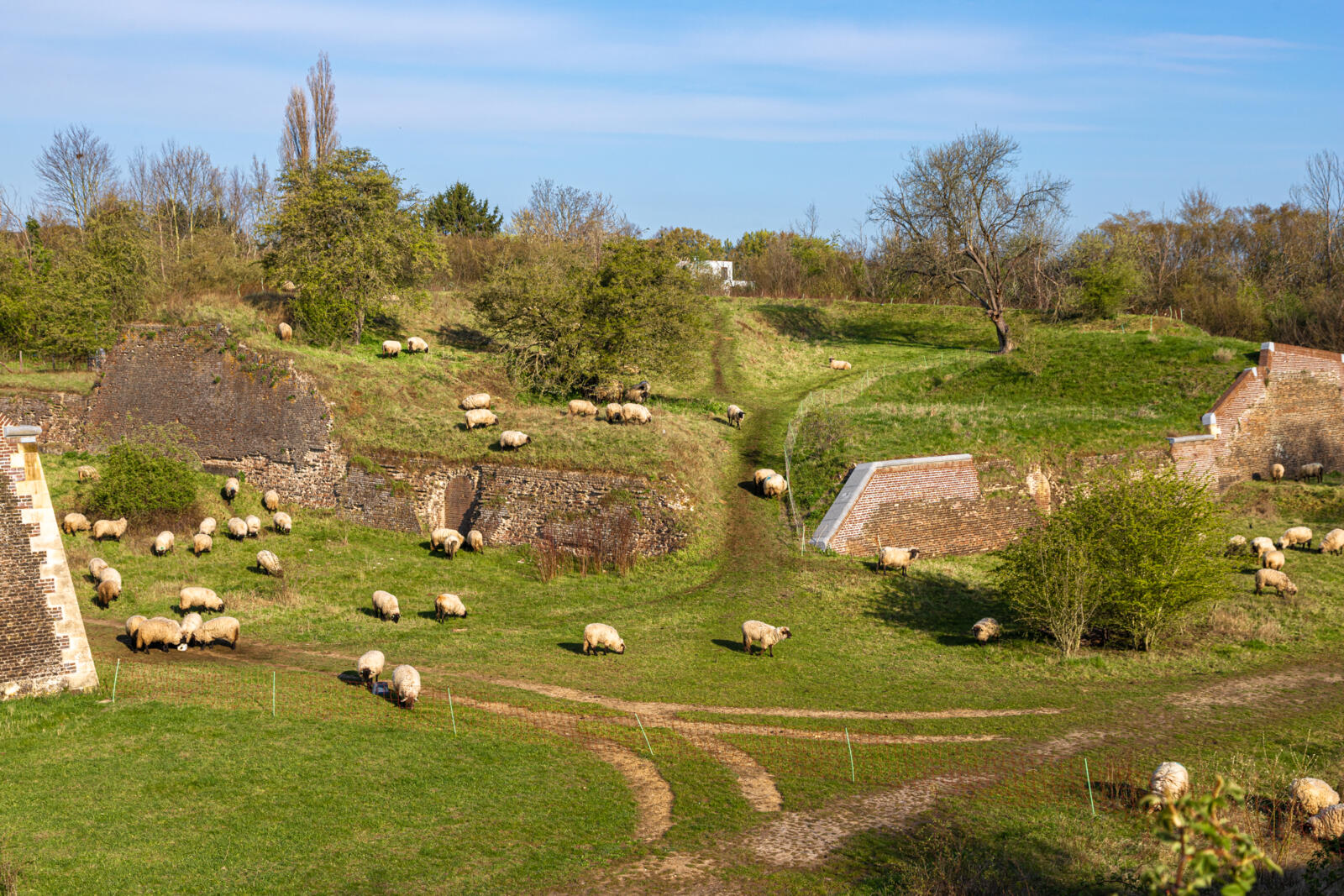 Grazende schapen bij de oude bakstenen vestingmuren van de Hoge Fronten in Maastricht.