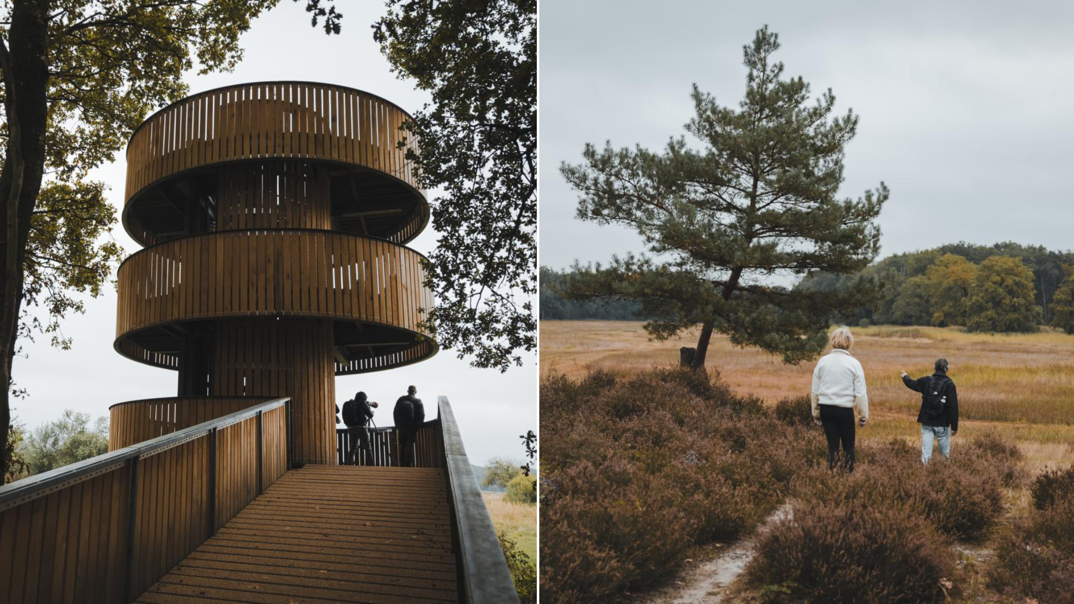 Uitzichtpunt de houten uitkijktoren en wandelaars in het heidelandschap van KempenBroek.