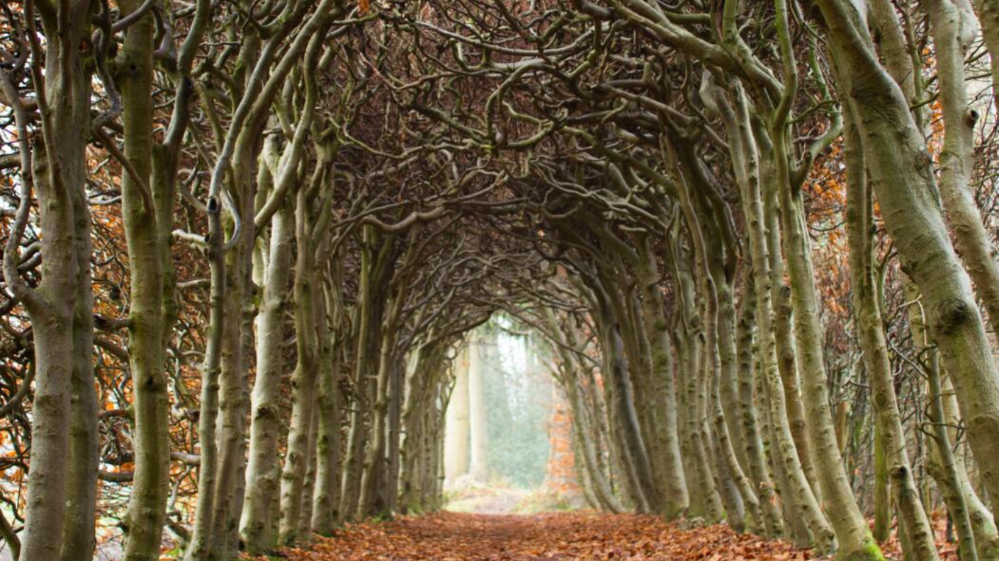 Een natuurlijke tunnel van grillig gevormde beukenstammen op Landgoed De Braak.