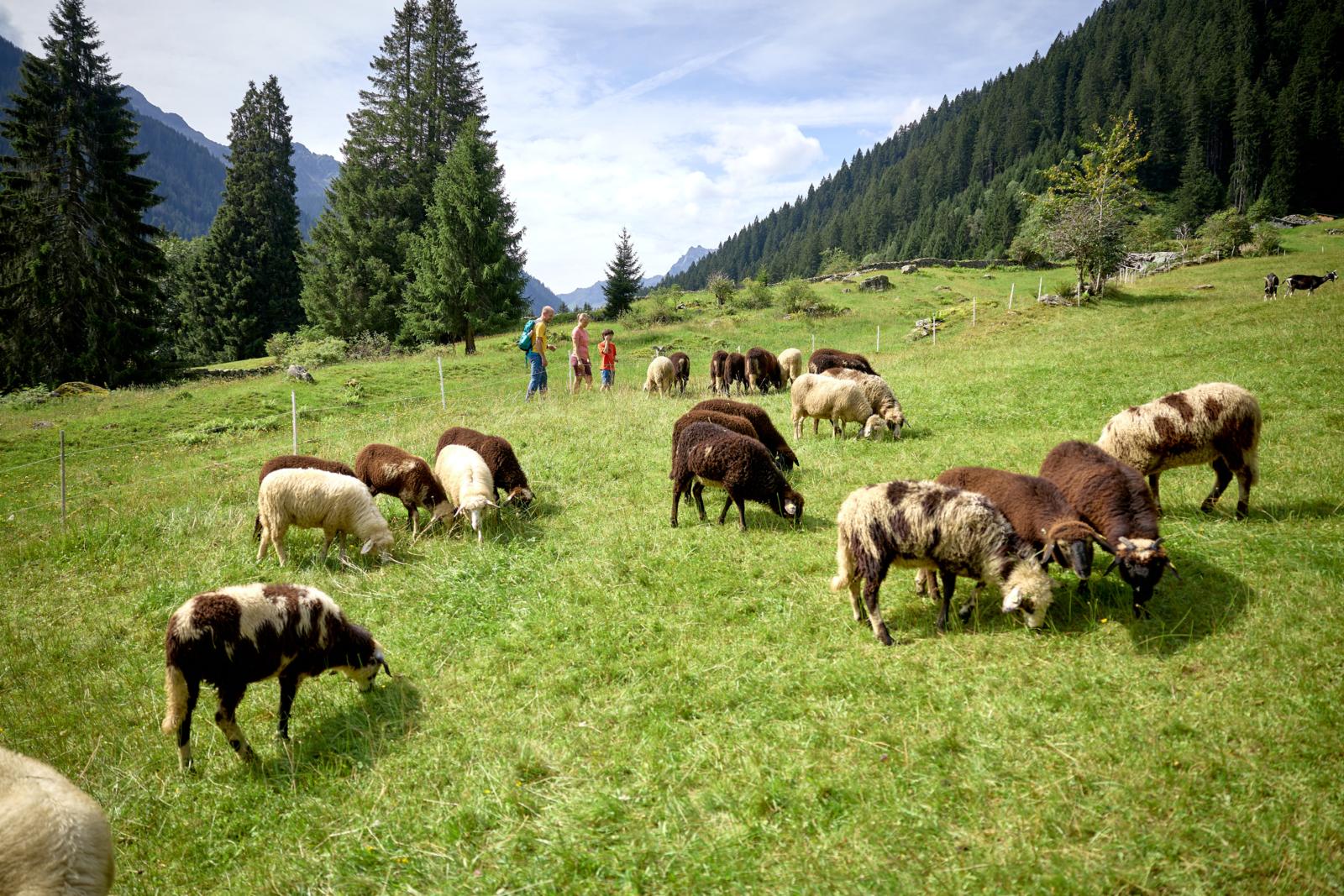 Een gezin bekijkt een kudde zeldzame Montafoner Steinschapen in een groen berglandschap.