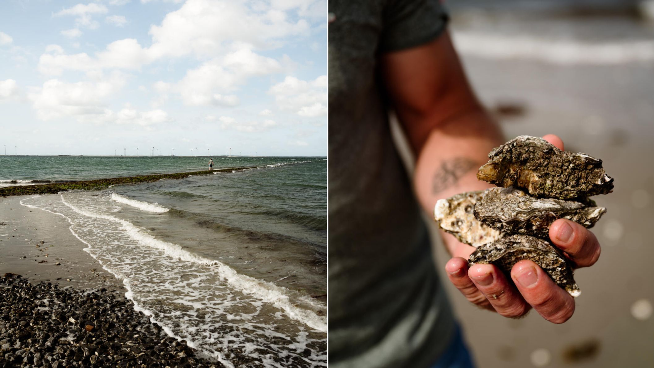 Een strand bij Wemeldinge tijdens laagwater en een hand die verse oesters vasthoudt.