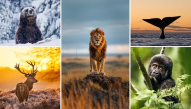 De Grote Wildlifeplanner: Waar & Wanneer Dieren Spotten?