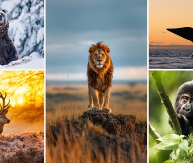 De Grote Wildlifeplanner: Waar & Wanneer Dieren Spotten?