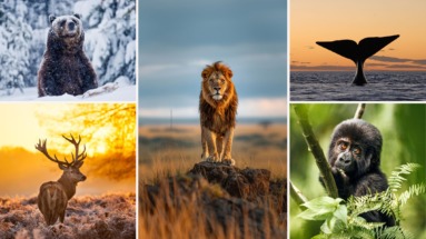 De Grote Wildlifeplanner: Waar & Wanneer Dieren Spotten?