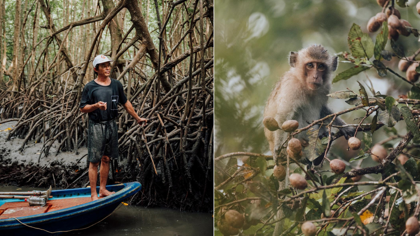 Lokale gids in een boot en krabbenetende makaak in de mangroven van de Cardamom Mountains in Cambodja