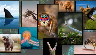 Gevaarlijke dieren op reis: zo voorkom en overleef je aanvallen, beten en steken
