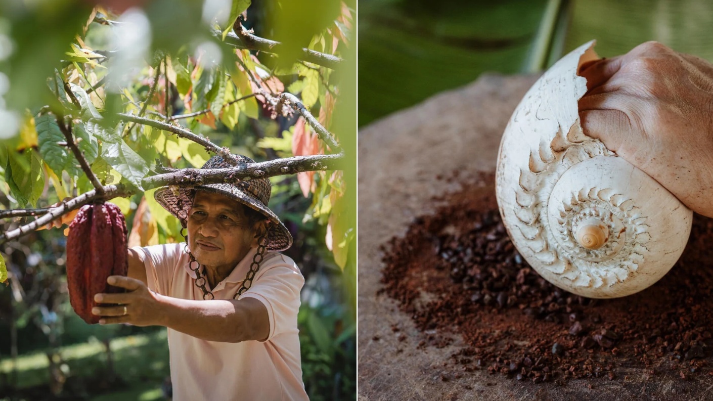 Een lokale boer oogst een cacaopeul en het verwerken van cacao op de cacaoplantage in Maribojoc op het eiland Bohol.