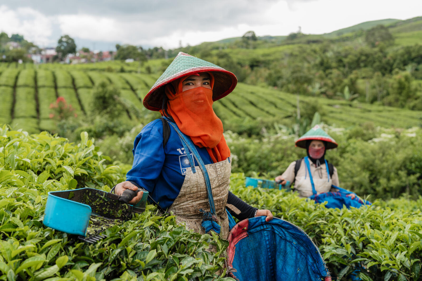 Theeplukkers met traditionele hoeden en gezichtsbedekking op de uitgestrekte theeplantage van Kayu Aro, Sumatra.