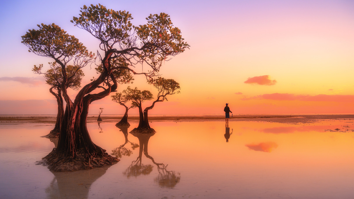 Beautiful sunset sky and silhouette of mangrove tree at dusk, walakiri. East Sumba. Indonesia