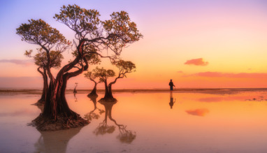 Beautiful sunset sky and silhouette of mangrove tree at dusk, walakiri. East Sumba. Indonesia