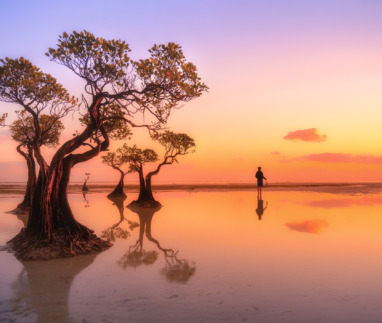 Beautiful sunset sky and silhouette of mangrove tree at dusk, walakiri. East Sumba. Indonesia
