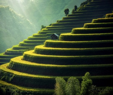 prachtige rijstterrassen in Vietnam