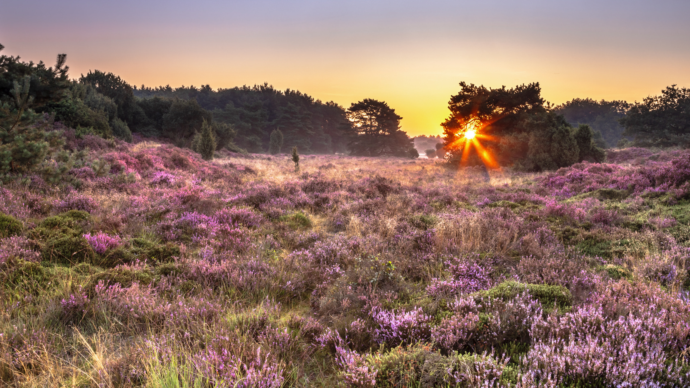 Zonsopgang boven een bloeiende heide in Nationaal Park Dwingelderveld, Drenthe, Nederland. 