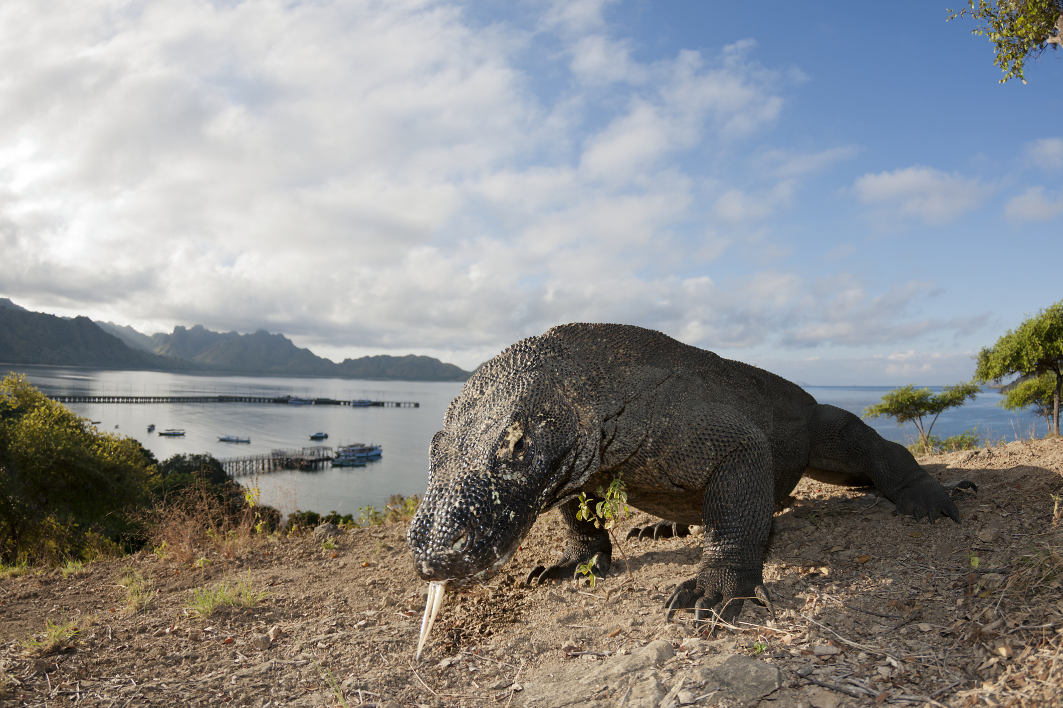 Het iconische leefgebied van 's werelds grootste hagedis kampt al jaren met de spagaat tussen natuurbescherming en de wens van reizigers om de komodovaranen in het wild te zien.