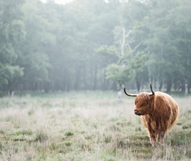 Een Schotse Hooglander met lange hoorns en een ruige vacht staat in een mistig, drassig grasland met op de achtergrond een dichte, mysterieuze bosrand.