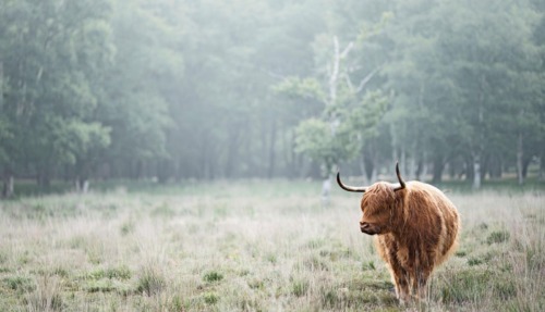 Een Schotse Hooglander met lange hoorns en een ruige vacht staat in een mistig, drassig grasland met op de achtergrond een dichte, mysterieuze bosrand.