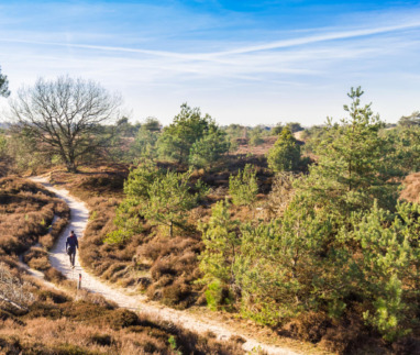 Wandelen in het Drents-Friese Wold: Weidse paden door bos en heide