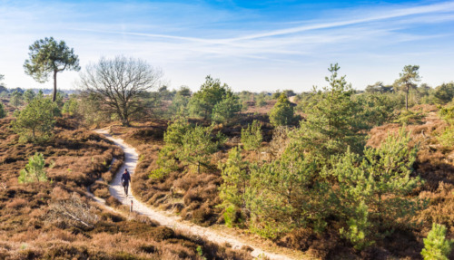 Wandelen in het Drents-Friese Wold: Weidse paden door bos en heide