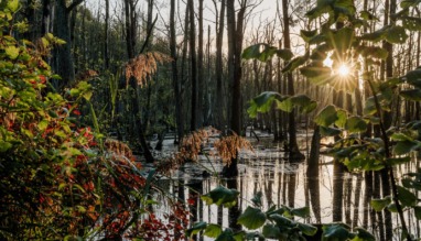 Een sfeervol beeld van een moerasbos in Nationaal Park De Meinweg, waar zonlicht door de bladeren schijnt en bomen en riet weerspiegelen in het water.