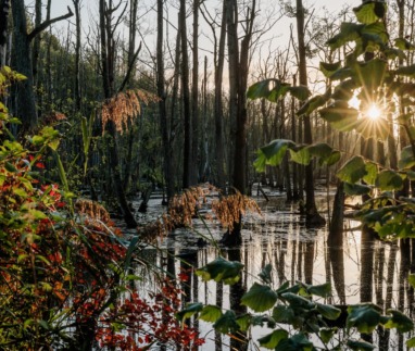 Een sfeervol beeld van een moerasbos in Nationaal Park De Meinweg, waar zonlicht door de bladeren schijnt en bomen en riet weerspiegelen in het water.