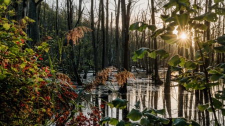 Een sfeervol beeld van een moerasbos in Nationaal Park De Meinweg, waar zonlicht door de bladeren schijnt en bomen en riet weerspiegelen in het water.
