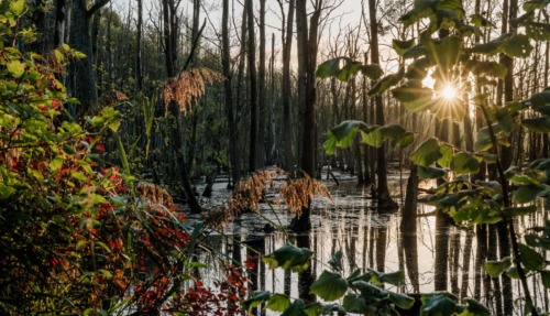 Een sfeervol beeld van een moerasbos in Nationaal Park De Meinweg, waar zonlicht door de bladeren schijnt en bomen en riet weerspiegelen in het water.