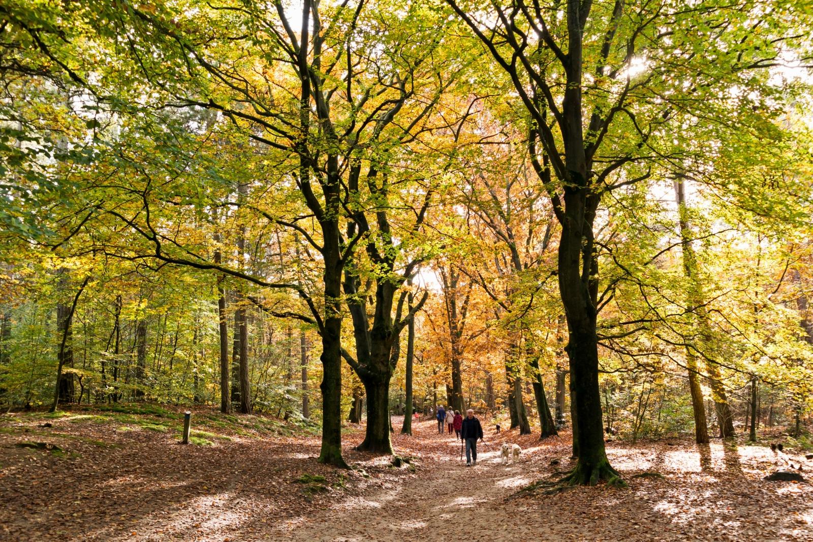 Wandelaars en een hond lopen over een pad door de Kaapse Bossen in Doorn, omringd door bomen met prachtig gekleurde gele en oranje herfstbladeren.