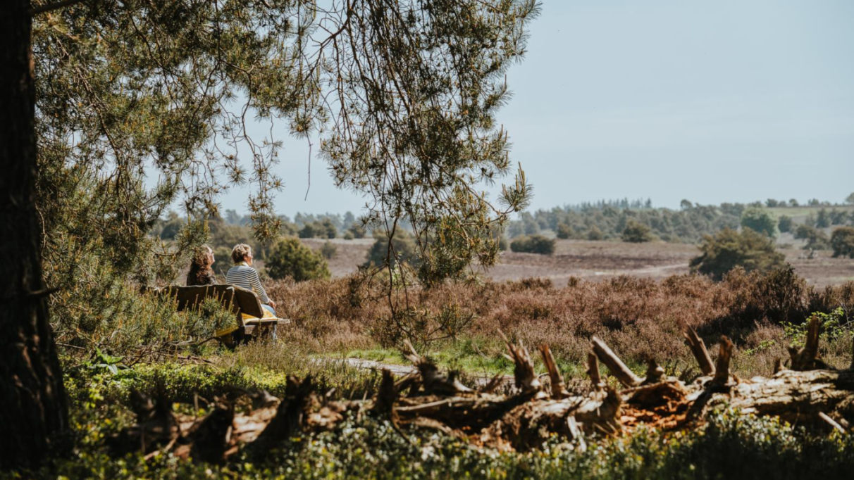 Een close-up van bloeiende paarse heide en struikgewas op de voorgrond op de Sprengenberg, met een wazig doorkijkje naar de heuvels en bossen van de Sallandse Heuvelrug in de verte.