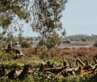 Een close-up van bloeiende paarse heide en struikgewas op de voorgrond op de Sprengenberg, met een wazig doorkijkje naar de heuvels en bossen van de Sallandse Heuvelrug in de verte.