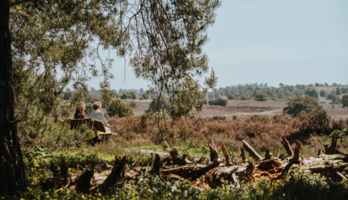 Een close-up van bloeiende paarse heide en struikgewas op de voorgrond op de Sprengenberg, met een wazig doorkijkje naar de heuvels en bossen van de Sallandse Heuvelrug in de verte.