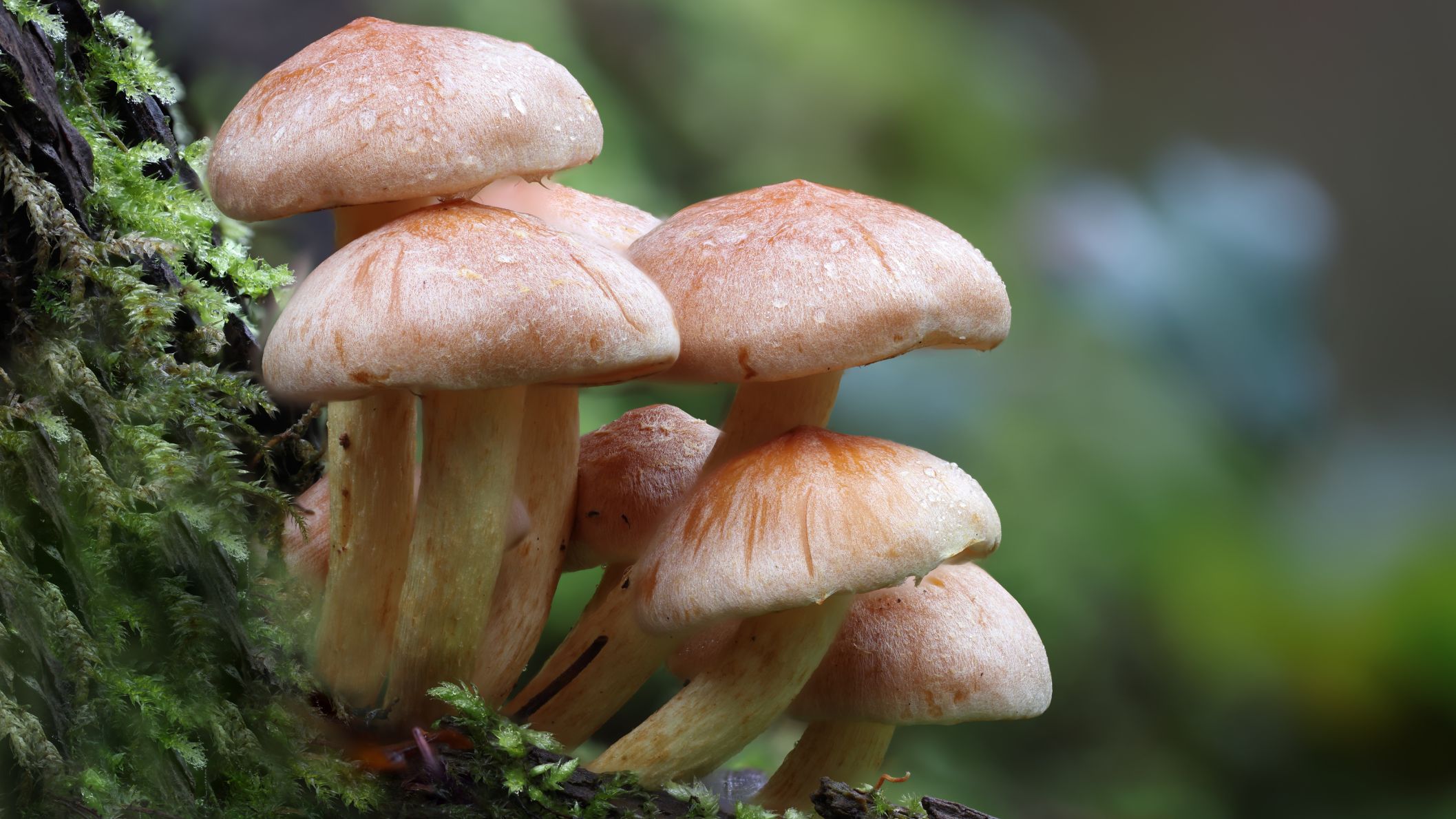 Een scherpe macrofoto van een groepje paddenstoelen met bruinroze hoeden die groeien op een boomstam bedekt met heldergroen mos in een bosrijke omgeving.