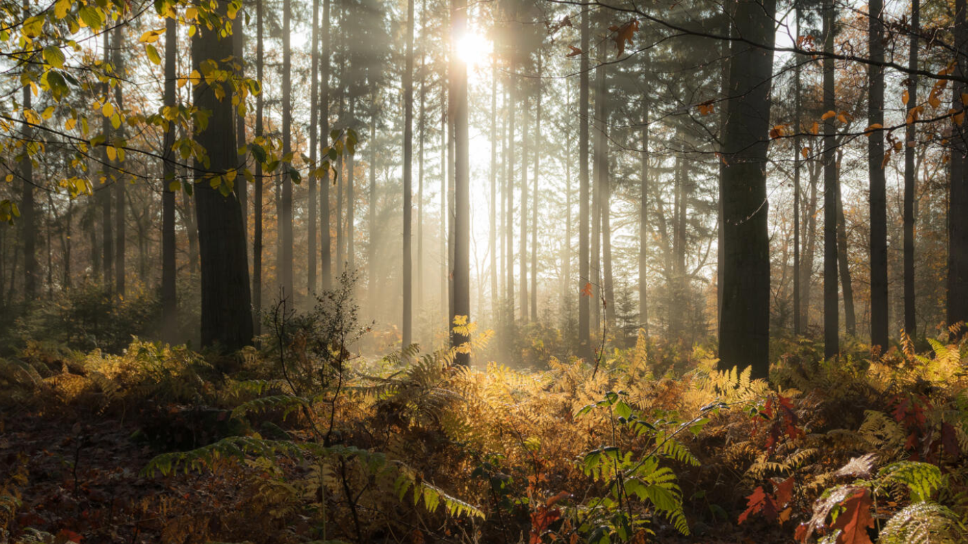 Een betoverend boslandschap waar het zonlicht door de bomen breekt (zonnestralen / 'god rays'), verlicht de gouden en groene varens en bladeren op de bosbodem, met een nevelige sfeer