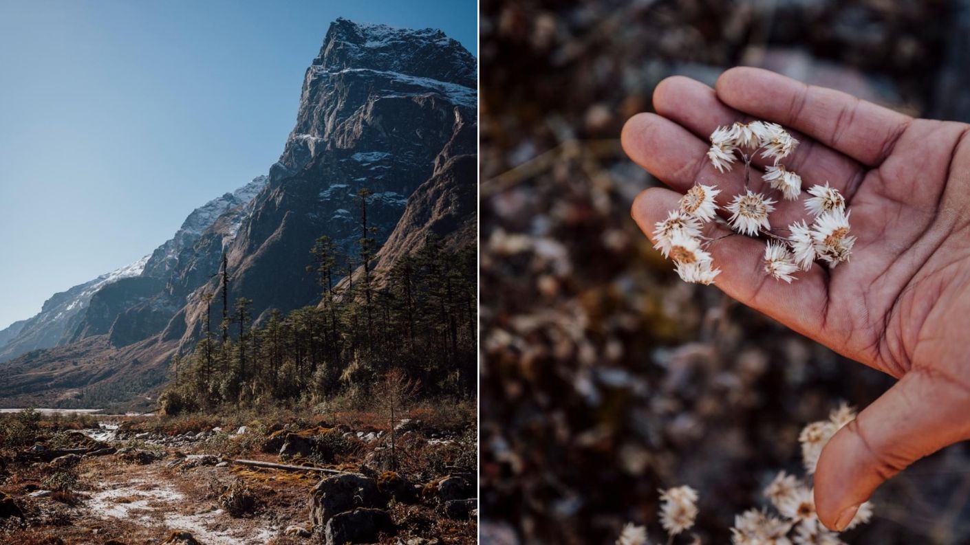 Yumthang Valley in Sikkim: links een ruig berglandschap met besneeuwde bergtoppen en bomen, rechts een hand die kleine, gedroogde witte bloemetjes vasthoudt.