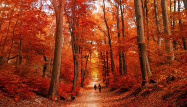 Wandeling door het herfstpark in de zon