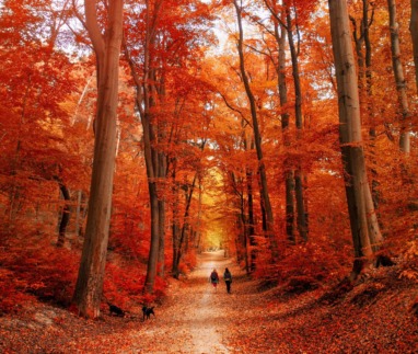 Wandeling door het herfstpark in de zon