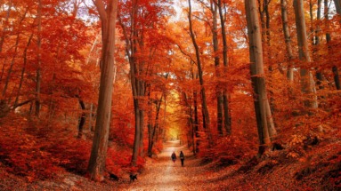Wandeling door het herfstpark in de zon