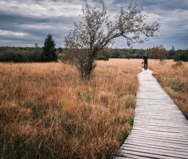 Fotograaf wandelt over vlonders in De Hoge Venen, Wallonië, België