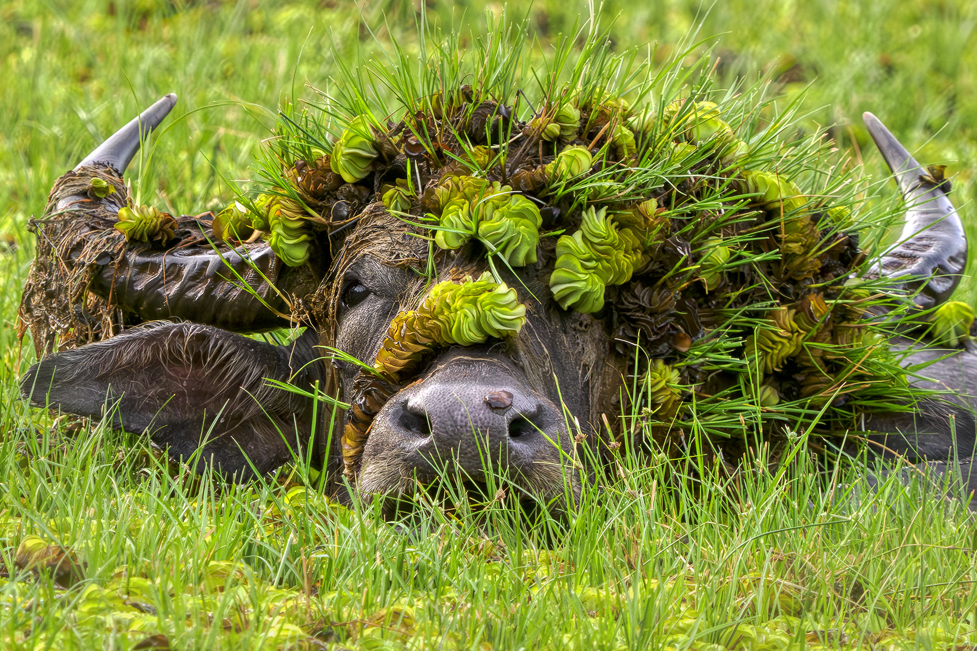 © Andy Rouse/ Nikon Comedy Wildlife Awards. Foto genomen in Sri Lanka