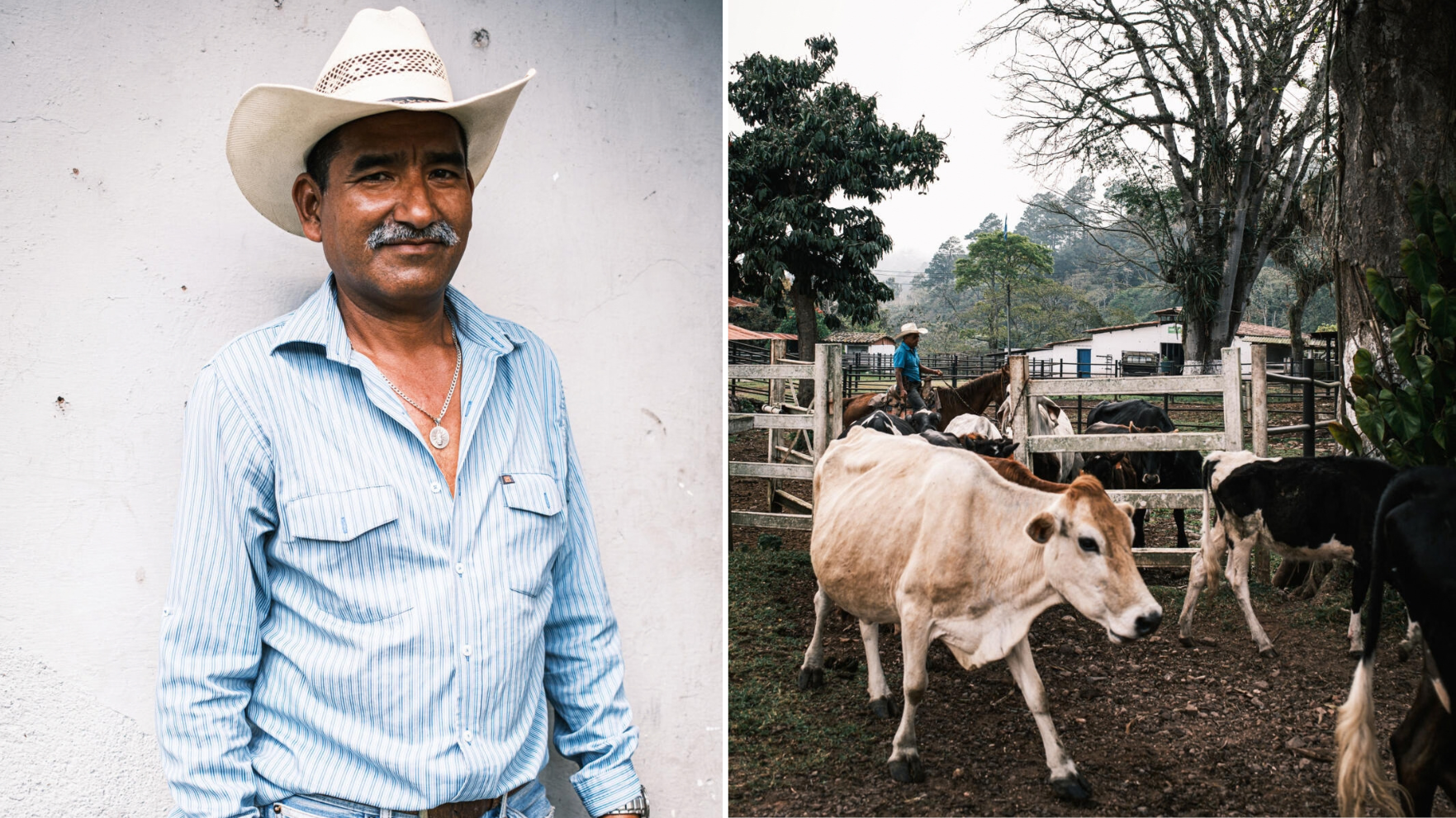 Boer met cowboyhoed en koeien op Hacienda Montecristo in Honduras