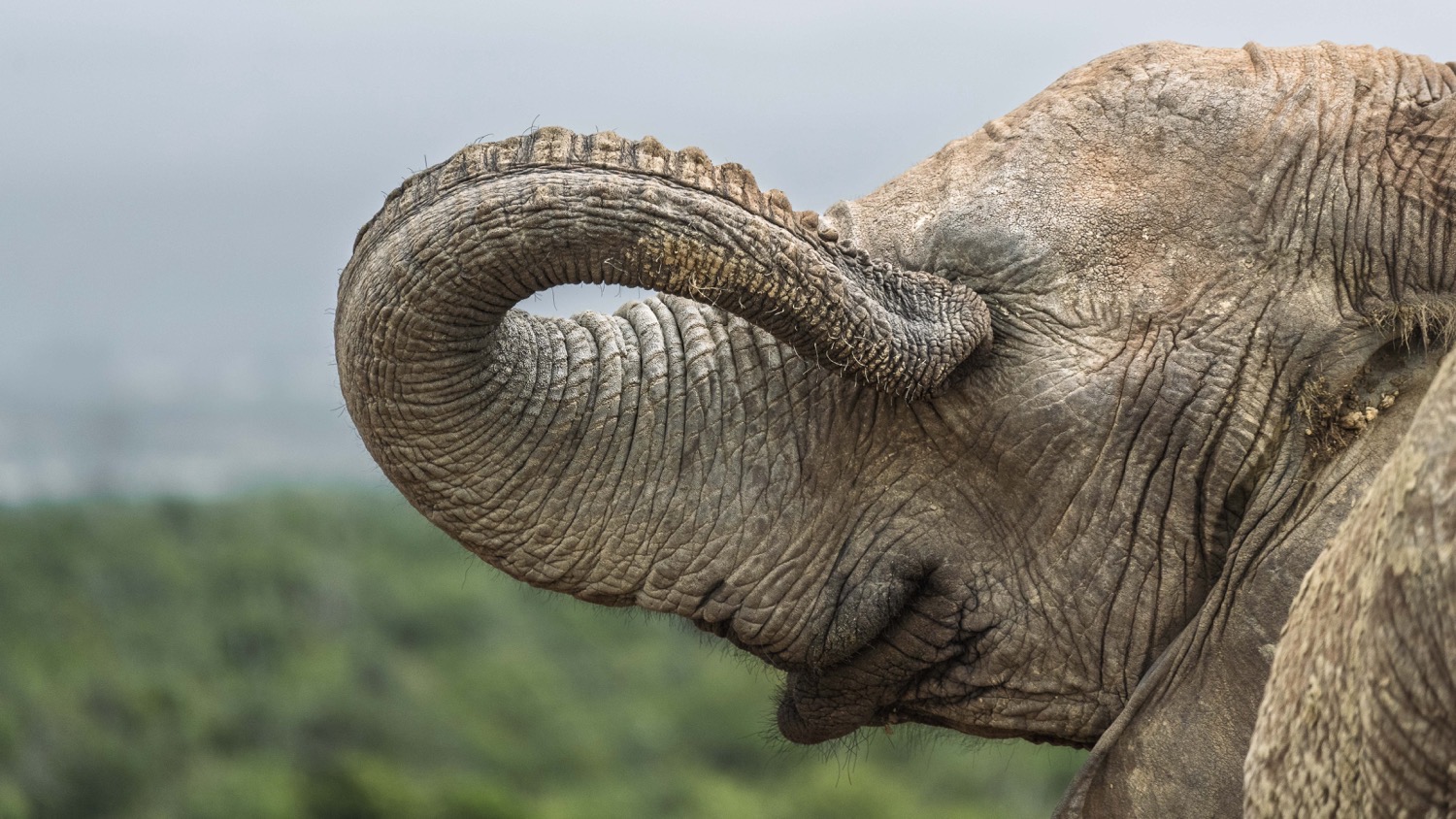 © Cliff Fawcett/ Nikon Comedy Wildlife Awards. Foto genomen in Addo National Park, Zuid-Afrika.