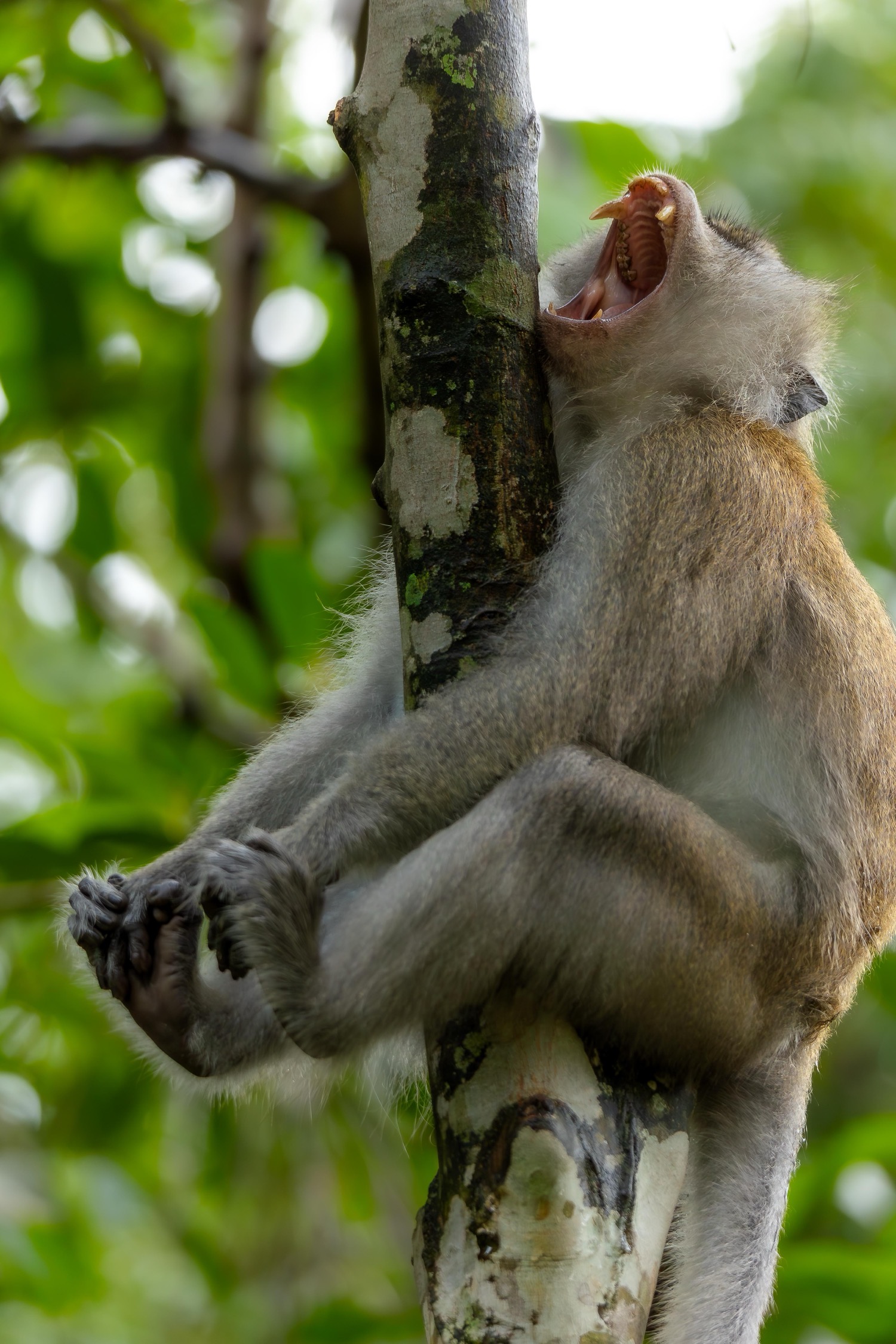 © David Lee/ Nikon Comedy Wildlife Awards. Foto genomen in Singapore.