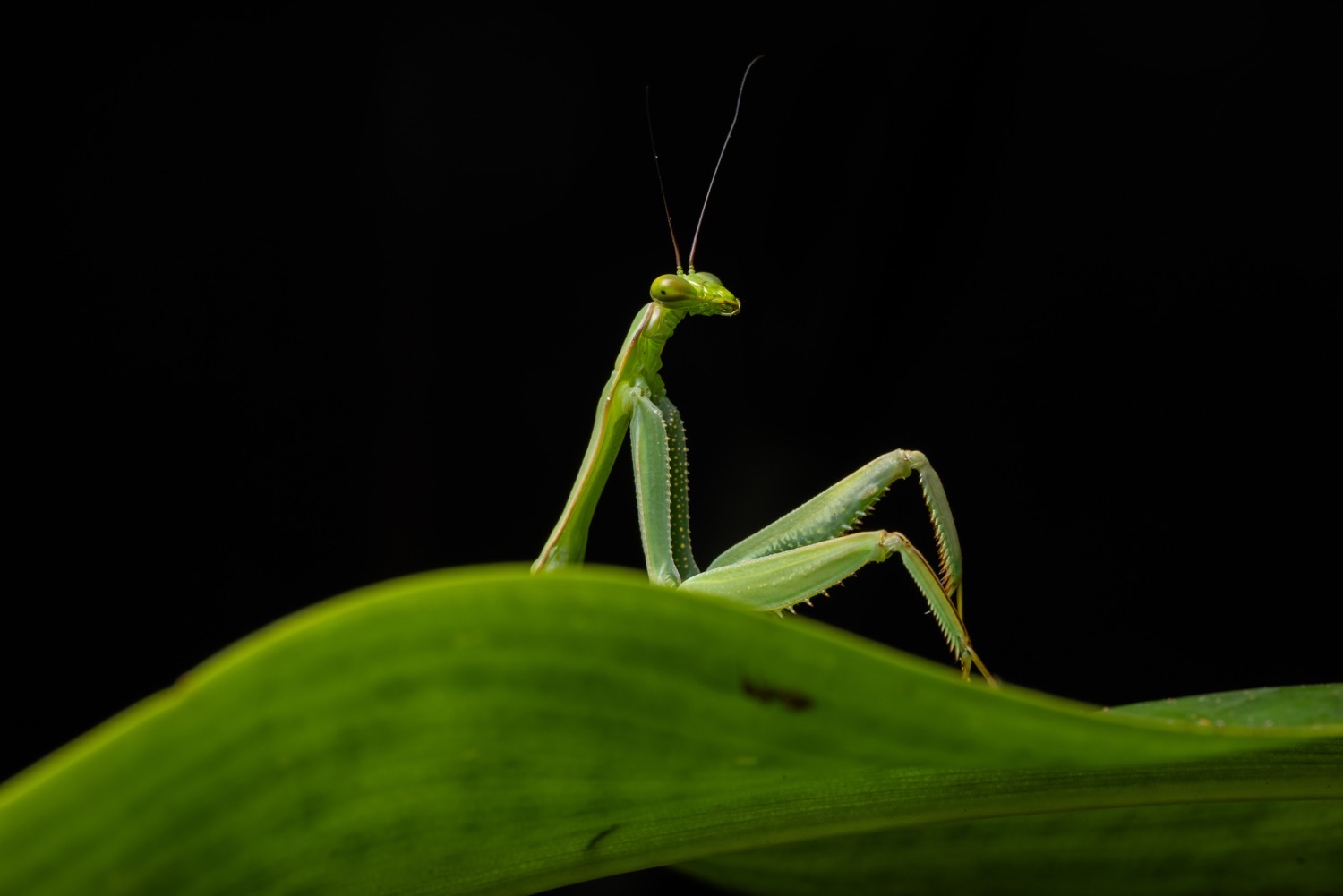 © Diego Perez/ Nikon Comedy Wildlife Awards. Foto genomen in Camanti, Cusco, Peru
