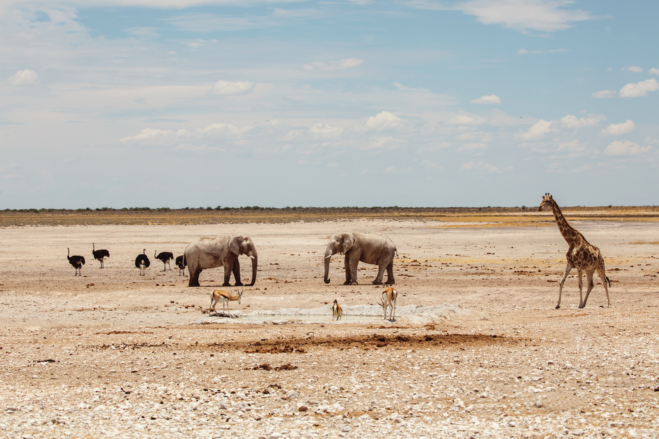 In landen als Zuid-Afrika, Namibië, Botswana en Zimbabwe zorgt El Niño steevast voor droger en warmer weer dan normaal.