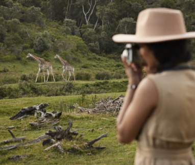 Jonge vrouw die giraffen fotografeert met een camera in een nationaal natuurreservaat