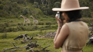 Jonge vrouw die giraffen fotografeert met een camera in een nationaal natuurreservaat