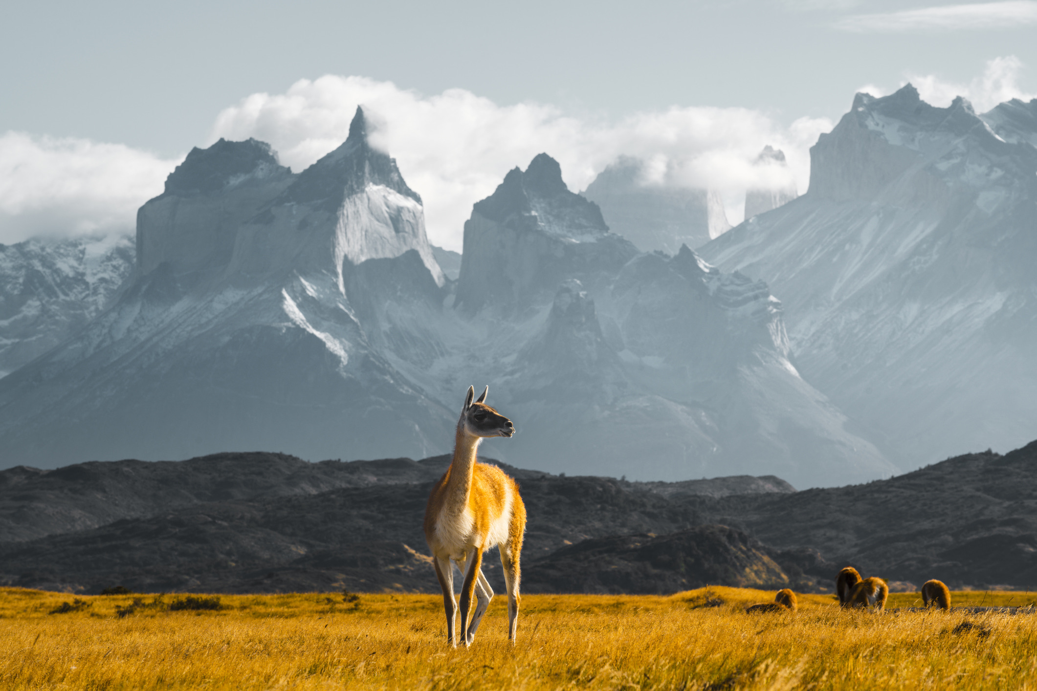 Torres del Paine & Monte Fitz Roy in Patagonië, Argentinië & Chili